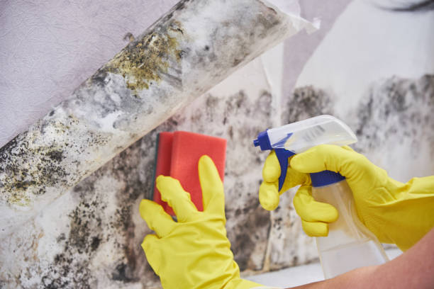 Trusted Federalsburg, MD Mold Removal Services Experts